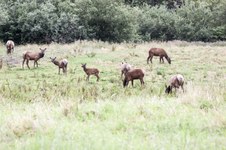 Enlarge photo 78