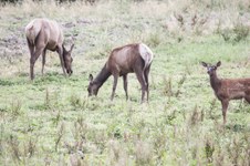 Enlarge photo 81
