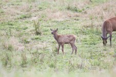 Enlarge photo 84