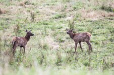 Snowqualmie, WA_Elk with Young