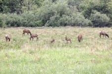 Enlarge photo 95
