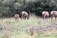 Enlarge photo 96