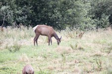 Enlarge photo 99