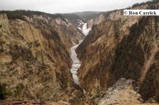Tetons - Yellowstone - Tour Sightings