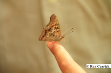 Enlarge photo 84
