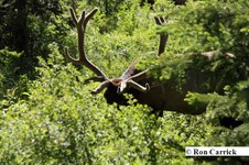 Enlarge photo 88