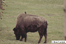 Enlarge photo 72
