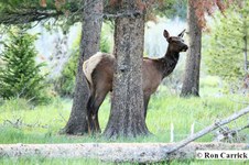 Enlarge photo 93