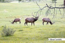 Enlarge photo 102