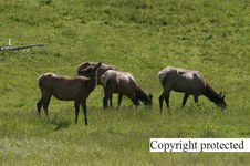 Enlarge photo 67