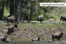 Enlarge photo 61