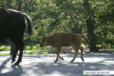 Enlarge photo 66