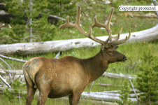 Enlarge photo 71