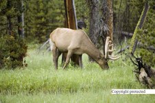 Enlarge photo 38