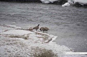 Enlarge photo 36