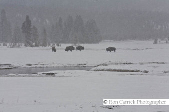 Enlarge photo 49