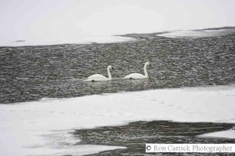 Enlarge photo 67