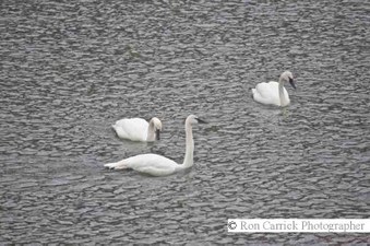 Enlarge photo 69