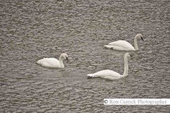 Enlarge photo 72