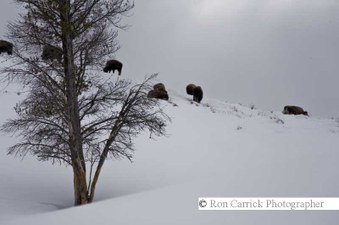 Enlarge photo 79