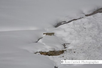 Enlarge photo 90