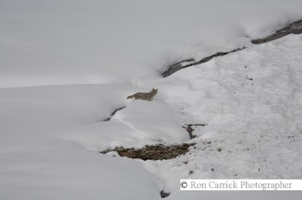 Enlarge photo 91