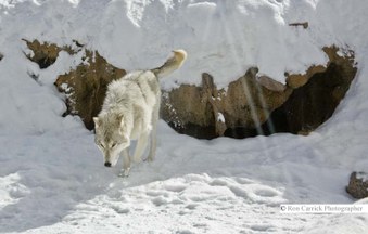 Enlarge photo 203