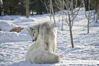 Enlarge photo 214
