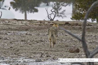 Enlarge photo 153
