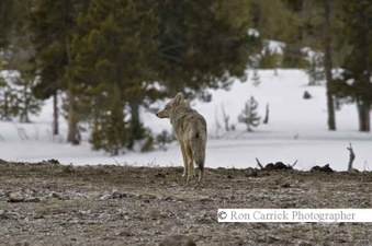 Enlarge photo 154