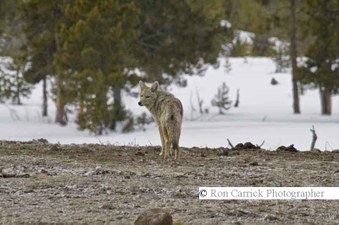 Enlarge photo 155