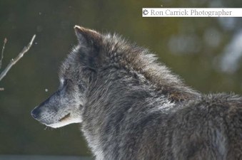 Enlarge photo 226