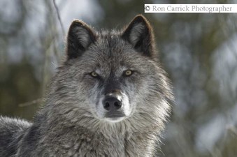 Enlarge photo 230