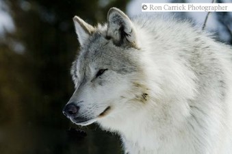 Enlarge photo 231