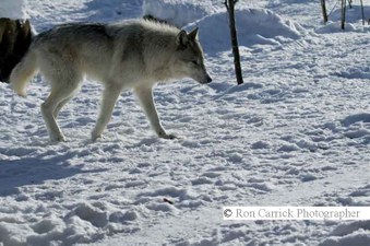 Enlarge photo 237