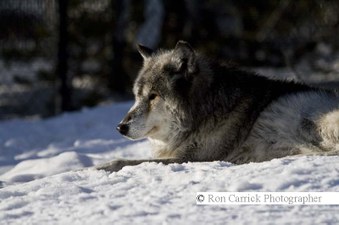 Enlarge photo 241