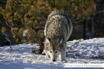 Enlarge photo 242