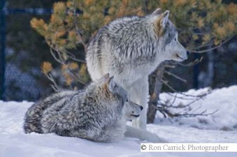 Enlarge photo 243