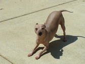 OUR AMERICAN HAIRLESS TERRIER FEMALES