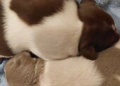 dogs available for good homes