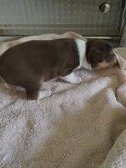 Bunny with her new family