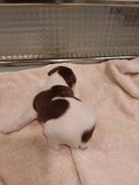 Hopalong