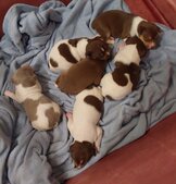 Easter Litter born 20-21Mar