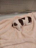 Truffles {at new home in Malibu)