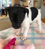 Female Piebald "Amaya"