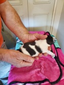 KAMAKAZI LITTER