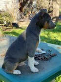 Luther (already at his new home)