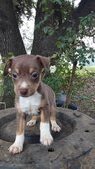 Legend ( already with his new family)
