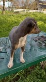 Mariah ( kept for show + breeding)