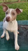 Jackie (gone to his new home)
